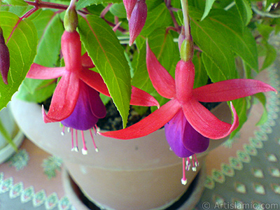 Red and purple color Fuchsia Hybrid flower. <i>(Family: Onagraceae, Species: Fuchsia x hybrida)</i> <br>Photo Date: May 2008, Location: Turkey/Istanbul-Mother`s Flowers, By: Artislamic.com