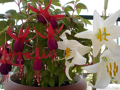 Red and purple color Fuchsia Hybrid flower. <i>(Family: Onagraceae, Species: Fuchsia x hybrida)</i> <br>Photo Date: May 2008, Location: Turkey/Istanbul-Mother`s Flowers, By: Artislamic.com