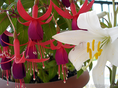 Red and purple color Fuchsia Hybrid flower. <i>(Family: Onagraceae, Species: Fuchsia x hybrida)</i> <br>Photo Date: May 2008, Location: Turkey/Istanbul-Mother`s Flowers, By: Artislamic.com