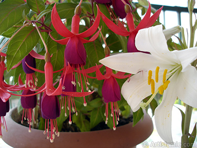 Red and purple color Fuchsia Hybrid flower. <i>(Family: Onagraceae, Species: Fuchsia x hybrida)</i> <br>Photo Date: May 2008, Location: Turkey/Istanbul-Mother`s Flowers, By: Artislamic.com