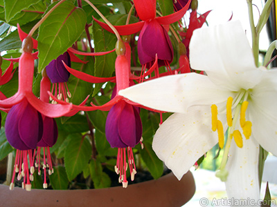 Red and purple color Fuchsia Hybrid flower. <i>(Family: Onagraceae, Species: Fuchsia x hybrida)</i> <br>Photo Date: May 2008, Location: Turkey/Istanbul-Mother`s Flowers, By: Artislamic.com