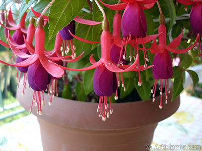 Red and purple color Fuchsia Hybrid flower. <i>(Family: Onagraceae, Species: Fuchsia x hybrida)</i> <br>Photo Date: May 2008, Location: Turkey/Istanbul-Mother`s Flowers, By: Artislamic.com