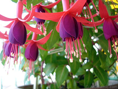 Red and purple color Fuchsia Hybrid flower. <i>(Family: Onagraceae, Species: Fuchsia x hybrida)</i> <br>Photo Date: May 2008, Location: Turkey/Istanbul-Mother`s Flowers, By: Artislamic.com