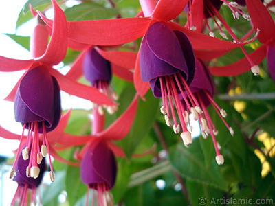 Red and purple color Fuchsia Hybrid flower. <i>(Family: Onagraceae, Species: Fuchsia x hybrida)</i> <br>Photo Date: May 2008, Location: Turkey/Istanbul-Mother`s Flowers, By: Artislamic.com