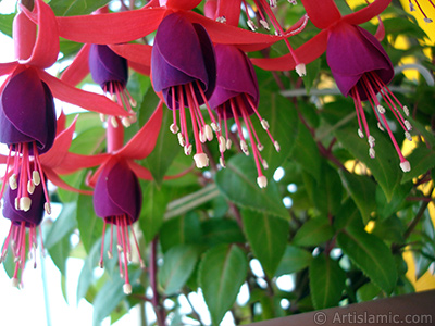 Red and purple color Fuchsia Hybrid flower. <i>(Family: Onagraceae, Species: Fuchsia x hybrida)</i> <br>Photo Date: May 2008, Location: Turkey/Istanbul-Mother`s Flowers, By: Artislamic.com