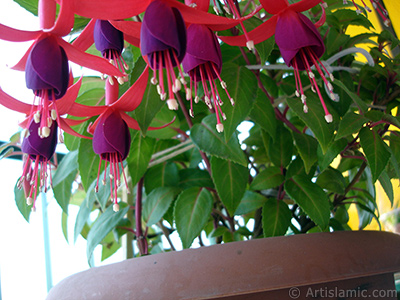 Red and purple color Fuchsia Hybrid flower. <i>(Family: Onagraceae, Species: Fuchsia x hybrida)</i> <br>Photo Date: May 2008, Location: Turkey/Istanbul-Mother`s Flowers, By: Artislamic.com