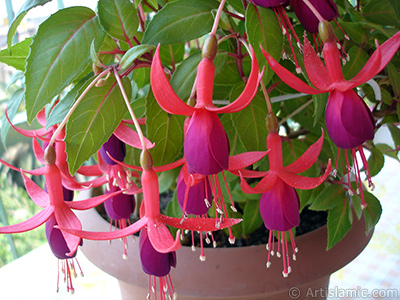 Red and purple color Fuchsia Hybrid flower. <i>(Family: Onagraceae, Species: Fuchsia x hybrida)</i> <br>Photo Date: May 2008, Location: Turkey/Istanbul-Mother`s Flowers, By: Artislamic.com