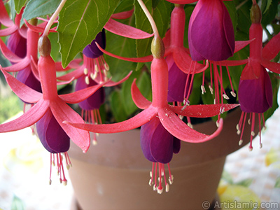 Red and purple color Fuchsia Hybrid flower. <i>(Family: Onagraceae, Species: Fuchsia x hybrida)</i> <br>Photo Date: May 2008, Location: Turkey/Istanbul-Mother`s Flowers, By: Artislamic.com