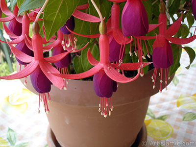 Red and purple color Fuchsia Hybrid flower. <i>(Family: Onagraceae, Species: Fuchsia x hybrida)</i> <br>Photo Date: May 2008, Location: Turkey/Istanbul-Mother`s Flowers, By: Artislamic.com