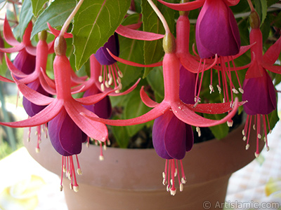 Red and purple color Fuchsia Hybrid flower. <i>(Family: Onagraceae, Species: Fuchsia x hybrida)</i> <br>Photo Date: May 2008, Location: Turkey/Istanbul-Mother`s Flowers, By: Artislamic.com