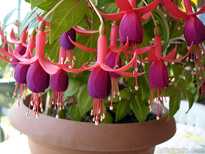 Red and purple color Fuchsia Hybrid flower. <i>(Family: Onagraceae, Species: Fuchsia x hybrida)</i> <br>Photo Date: May 2008, Location: Turkey/Istanbul-Mother`s Flowers, By: Artislamic.com