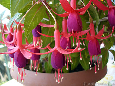 Red and purple color Fuchsia Hybrid flower. <i>(Family: Onagraceae, Species: Fuchsia x hybrida)</i> <br>Photo Date: May 2008, Location: Turkey/Istanbul-Mother`s Flowers, By: Artislamic.com
