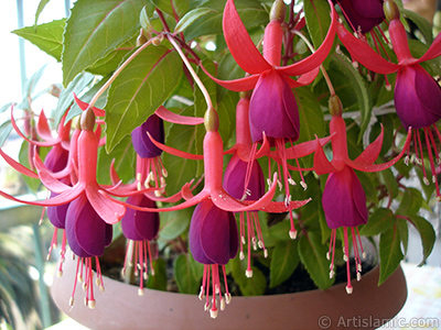 Red and purple color Fuchsia Hybrid flower. <i>(Family: Onagraceae, Species: Fuchsia x hybrida)</i> <br>Photo Date: May 2008, Location: Turkey/Istanbul-Mother`s Flowers, By: Artislamic.com