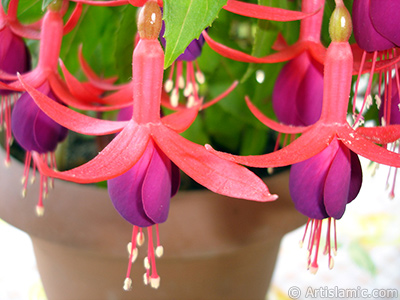 Red and purple color Fuchsia Hybrid flower. <i>(Family: Onagraceae, Species: Fuchsia x hybrida)</i> <br>Photo Date: May 2008, Location: Turkey/Istanbul-Mother`s Flowers, By: Artislamic.com