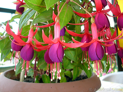 Red and purple color Fuchsia Hybrid flower. <i>(Family: Onagraceae, Species: Fuchsia x hybrida)</i> <br>Photo Date: May 2008, Location: Turkey/Istanbul-Mother`s Flowers, By: Artislamic.com