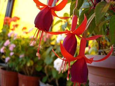 Red and purple color Fuchsia Hybrid flower. <i>(Family: Onagraceae, Species: Fuchsia x hybrida)</i> <br>Photo Date: May 2009, Location: Turkey/Istanbul-Mother`s Flowers, By: Artislamic.com