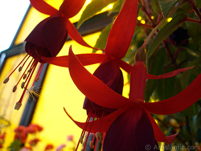 Red and purple color Fuchsia Hybrid flower. <i>(Family: Onagraceae, Species: Fuchsia x hybrida)</i> <br>Photo Date: May 2009, Location: Turkey/Istanbul-Mother`s Flowers, By: Artislamic.com