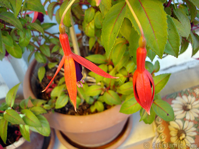 Red and purple color Fuchsia Hybrid flower. <i>(Family: Onagraceae, Species: Fuchsia x hybrida)</i> <br>Photo Date: May 2009, Location: Turkey/Istanbul-Mother`s Flowers, By: Artislamic.com