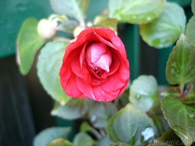 Red color Begonia Elatior flower. <i>(Family: Begoniaceae, Species: Begonia)</i> <br>Photo Date: June 2006, Location: Turkey/Istanbul-Mother`s Flowers, By: Artislamic.com