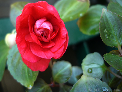 Red color Begonia Elatior flower. <i>(Family: Begoniaceae, Species: Begonia)</i> <br>Photo Date: June 2006, Location: Turkey/Istanbul-Mother`s Flowers, By: Artislamic.com