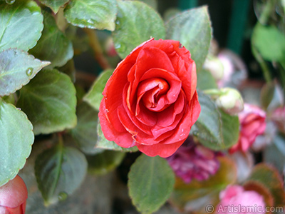 Red color Begonia Elatior flower. <i>(Family: Begoniaceae, Species: Begonia)</i> <br>Photo Date: June 2006, Location: Turkey/Istanbul-Mother`s Flowers, By: Artislamic.com