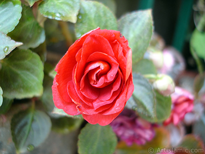 Red color Begonia Elatior flower. <i>(Family: Begoniaceae, Species: Begonia)</i> <br>Photo Date: June 2006, Location: Turkey/Istanbul-Mother`s Flowers, By: Artislamic.com