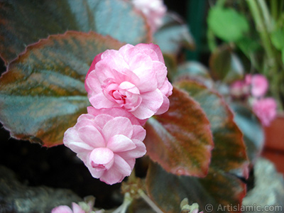 Red color Begonia Elatior flower. <i>(Family: Begoniaceae, Species: Begonia)</i> <br>Photo Date: June 2006, Location: Turkey/Istanbul-Mother`s Flowers, By: Artislamic.com