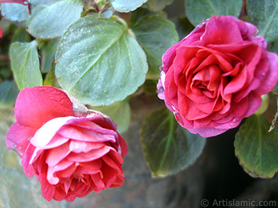 Red color Begonia Elatior flower. <i>(Family: Begoniaceae, Species: Begonia)</i> <br>Photo Date: June 2006, Location: Turkey/Istanbul-Mother`s Flowers, By: Artislamic.com