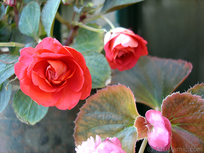 Red color Begonia Elatior flower. <i>(Family: Begoniaceae, Species: Begonia)</i> <br>Photo Date: June 2006, Location: Turkey/Istanbul-Mother`s Flowers, By: Artislamic.com