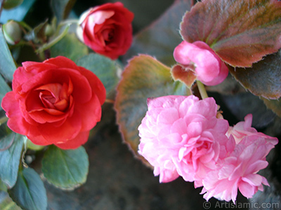 Red color Begonia Elatior flower. <i>(Family: Begoniaceae, Species: Begonia)</i> <br>Photo Date: June 2006, Location: Turkey/Istanbul-Mother`s Flowers, By: Artislamic.com