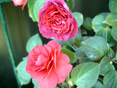 Red color Begonia Elatior flower. <i>(Family: Begoniaceae, Species: Begonia)</i> <br>Photo Date: June 2006, Location: Turkey/Istanbul-Mother`s Flowers, By: Artislamic.com