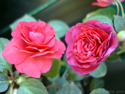 Red color Begonia Elatior flower. <i>(Family: Begoniaceae, Species: Begonia)</i> <br>Photo Date: June 2006, Location: Turkey/Istanbul-Mother`s Flowers, By: Artislamic.com