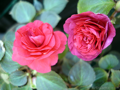 Red color Begonia Elatior flower. <i>(Family: Begoniaceae, Species: Begonia)</i> <br>Photo Date: June 2006, Location: Turkey/Istanbul-Mother`s Flowers, By: Artislamic.com