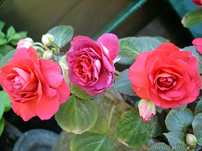 Red color Begonia Elatior flower. <i>(Family: Begoniaceae, Species: Begonia)</i> <br>Photo Date: June 2006, Location: Turkey/Istanbul-Mother`s Flowers, By: Artislamic.com