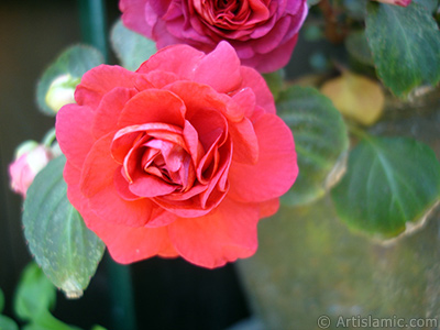 Red color Begonia Elatior flower. <i>(Family: Begoniaceae, Species: Begonia)</i> <br>Photo Date: June 2006, Location: Turkey/Istanbul-Mother`s Flowers, By: Artislamic.com