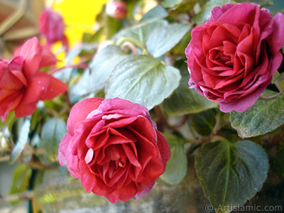 Red color Begonia Elatior flower. <i>(Family: Begoniaceae, Species: Begonia)</i> <br>Photo Date: June 2006, Location: Turkey/Istanbul-Mother`s Flowers, By: Artislamic.com