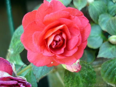 Red color Begonia Elatior flower. <i>(Family: Begoniaceae, Species: Begonia)</i> <br>Photo Date: June 2006, Location: Turkey/Istanbul-Mother`s Flowers, By: Artislamic.com