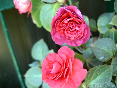 Red color Begonia Elatior flower. <i>(Family: Begoniaceae, Species: Begonia)</i> <br>Photo Date: June 2006, Location: Turkey/Istanbul-Mother`s Flowers, By: Artislamic.com