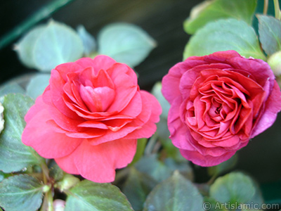 Red color Begonia Elatior flower. <i>(Family: Begoniaceae, Species: Begonia)</i> <br>Photo Date: June 2006, Location: Turkey/Istanbul-Mother`s Flowers, By: Artislamic.com