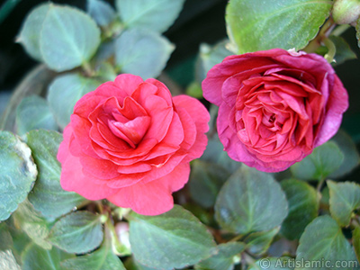 Red color Begonia Elatior flower. <i>(Family: Begoniaceae, Species: Begonia)</i> <br>Photo Date: June 2006, Location: Turkey/Istanbul-Mother`s Flowers, By: Artislamic.com