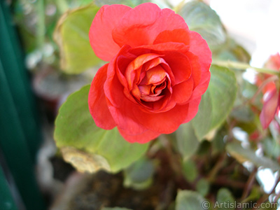 Red color Begonia Elatior flower. <i>(Family: Begoniaceae, Species: Begonia)</i> <br>Photo Date: June 2006, Location: Turkey/Istanbul-Mother`s Flowers, By: Artislamic.com