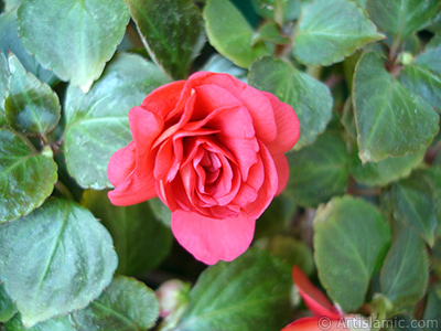 Red color Begonia Elatior flower. <i>(Family: Begoniaceae, Species: Begonia)</i> <br>Photo Date: June 2006, Location: Turkey/Istanbul-Mother`s Flowers, By: Artislamic.com