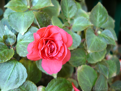 Red color Begonia Elatior flower. <i>(Family: Begoniaceae, Species: Begonia)</i> <br>Photo Date: June 2006, Location: Turkey/Istanbul-Mother`s Flowers, By: Artislamic.com