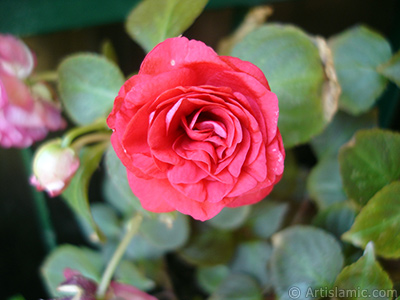 Red color Begonia Elatior flower. <i>(Family: Begoniaceae, Species: Begonia)</i> <br>Photo Date: June 2006, Location: Turkey/Istanbul-Mother`s Flowers, By: Artislamic.com