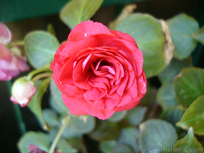 Red color Begonia Elatior flower. <i>(Family: Begoniaceae, Species: Begonia)</i> <br>Photo Date: June 2006, Location: Turkey/Istanbul-Mother`s Flowers, By: Artislamic.com