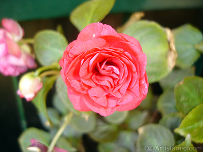 Red color Begonia Elatior flower. <i>(Family: Begoniaceae, Species: Begonia)</i> <br>Photo Date: June 2006, Location: Turkey/Istanbul-Mother`s Flowers, By: Artislamic.com