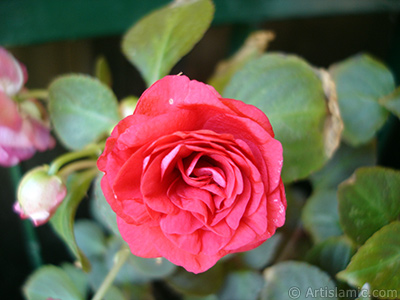 Red color Begonia Elatior flower. <i>(Family: Begoniaceae, Species: Begonia)</i> <br>Photo Date: June 2006, Location: Turkey/Istanbul-Mother`s Flowers, By: Artislamic.com