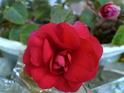 Red color Begonia Elatior flower. <i>(Family: Begoniaceae, Species: Begonia)</i> <br>Photo Date: September 2006, Location: Turkey/Istanbul-Mother`s Flowers, By: Artislamic.com