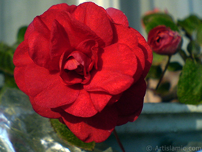 Red color Begonia Elatior flower. <i>(Family: Begoniaceae, Species: Begonia)</i> <br>Photo Date: September 2006, Location: Turkey/Istanbul-Mother`s Flowers, By: Artislamic.com