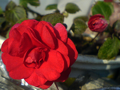 Red color Begonia Elatior flower. <i>(Family: Begoniaceae, Species: Begonia)</i> <br>Photo Date: September 2006, Location: Turkey/Istanbul-Mother`s Flowers, By: Artislamic.com